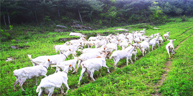 陜西羊乳產(chǎn)業(yè)基地概述 ——全球羊奶看中國(guó)，中國(guó)羊奶看陜西！
